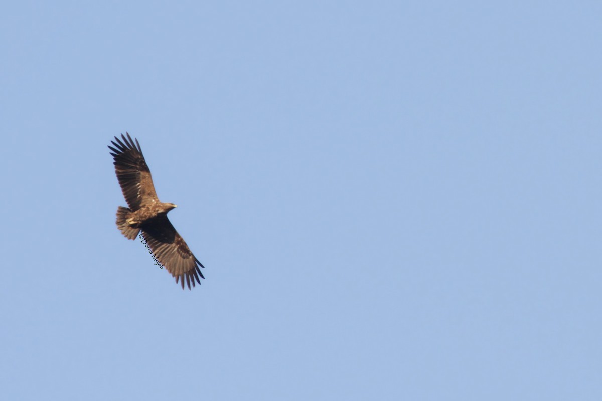 Greater Spotted Eagle - ML73670821