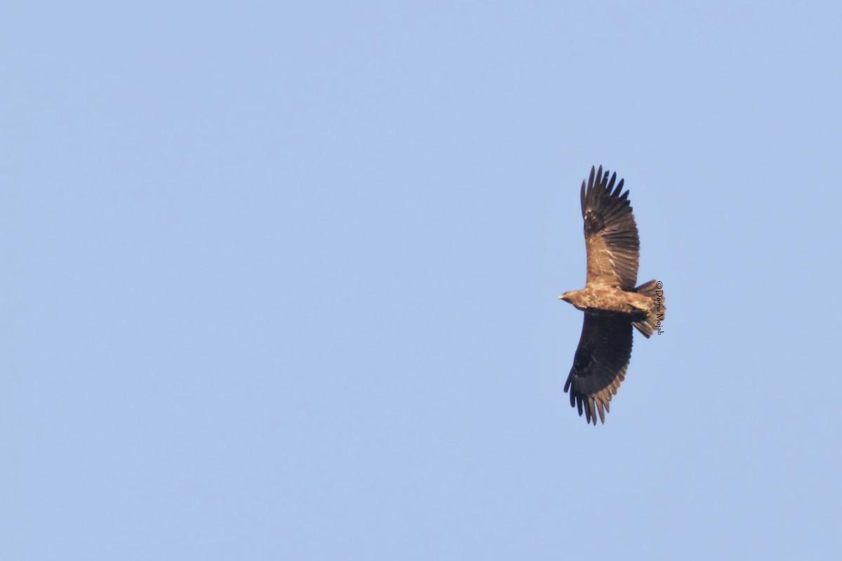Greater Spotted Eagle - ML73670831