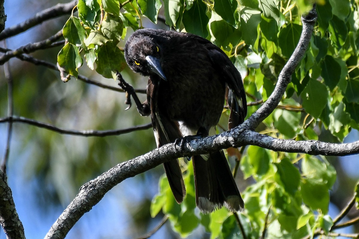 Pied Currawong - ML73671091