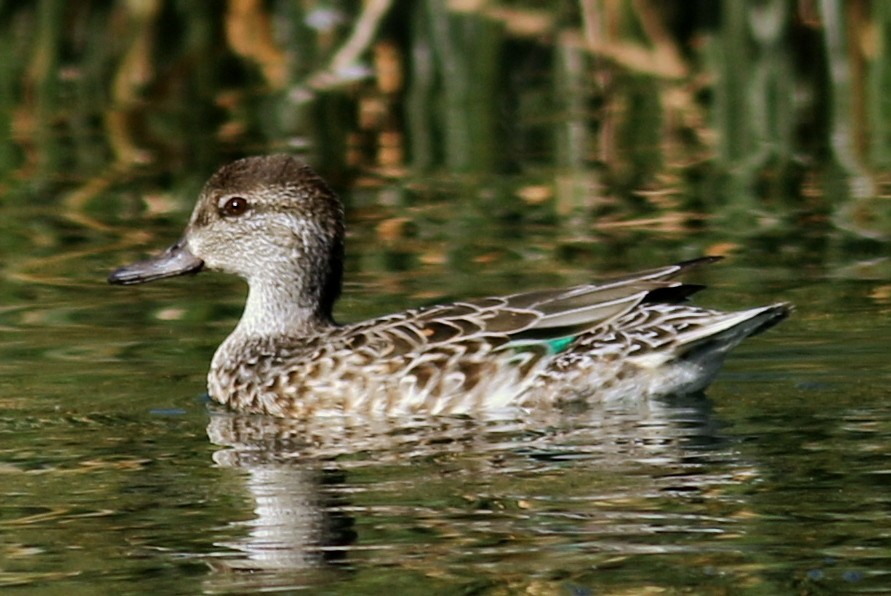 Green-winged Teal - ML73671181