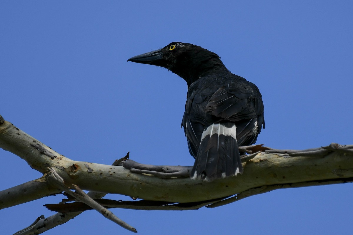 Pied Currawong - ML73671411
