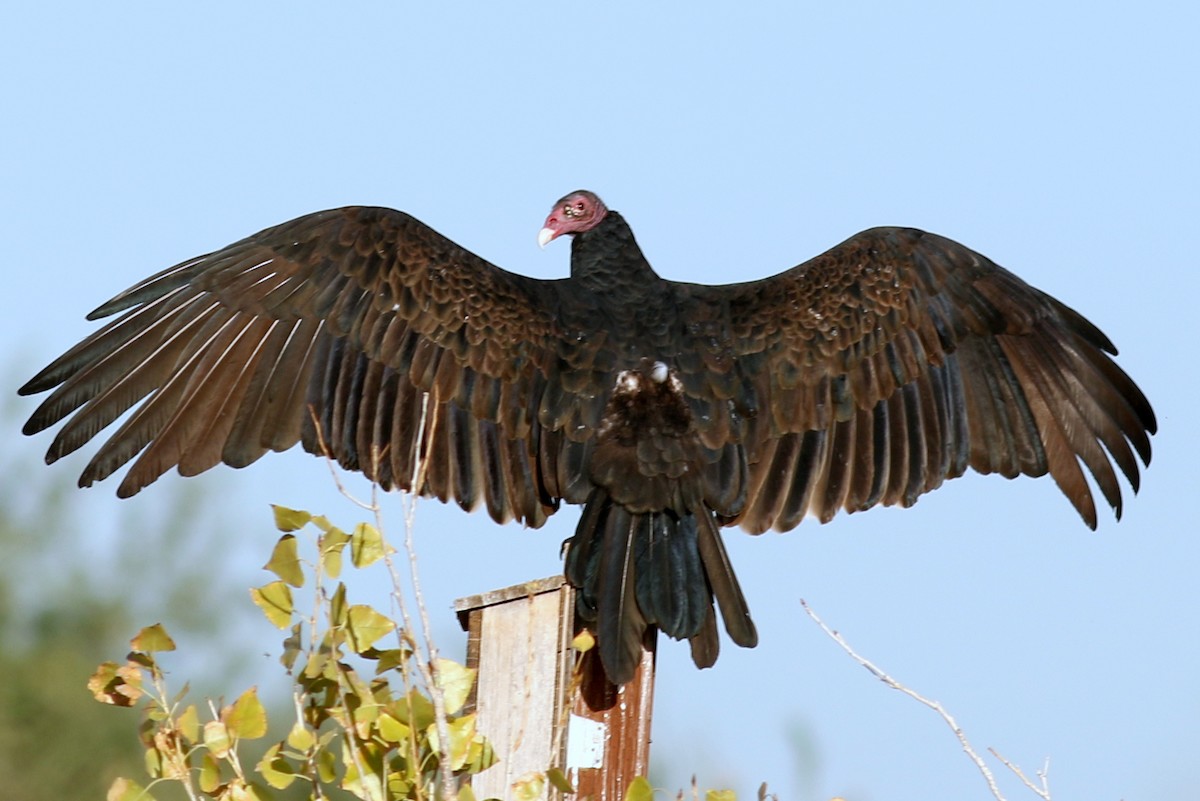 Turkey Vulture - ML73671661