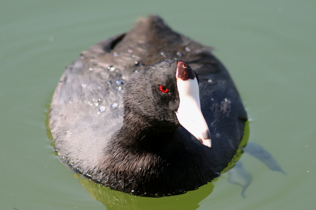 American Coot (Red-shielded) - ML73672061