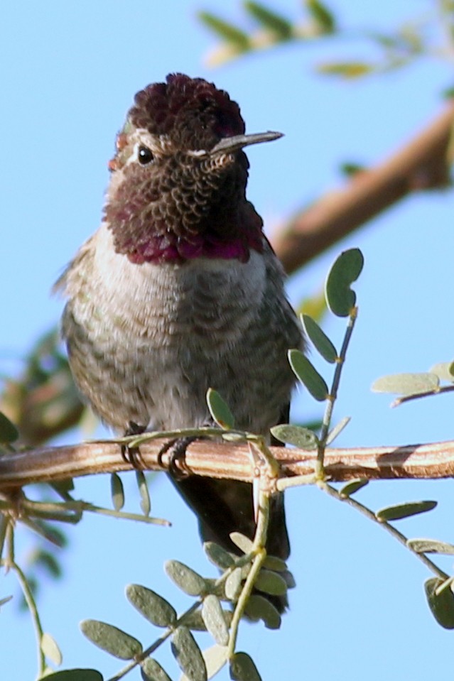 Anna's Hummingbird - Jon G.