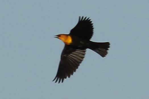 Yellow-headed Blackbird - Jon G.