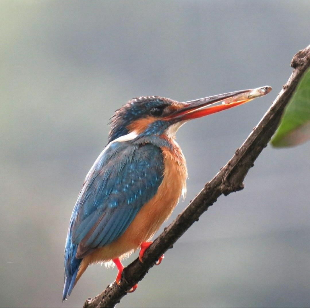 Common Kingfisher - Joel  Ranjithkumar