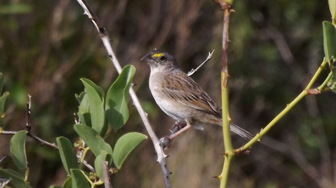 Grassland Sparrow - Rodolfo Dias