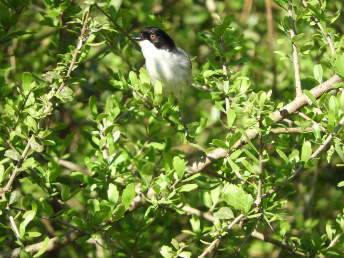Black-capped Warbling Finch - ML73677471