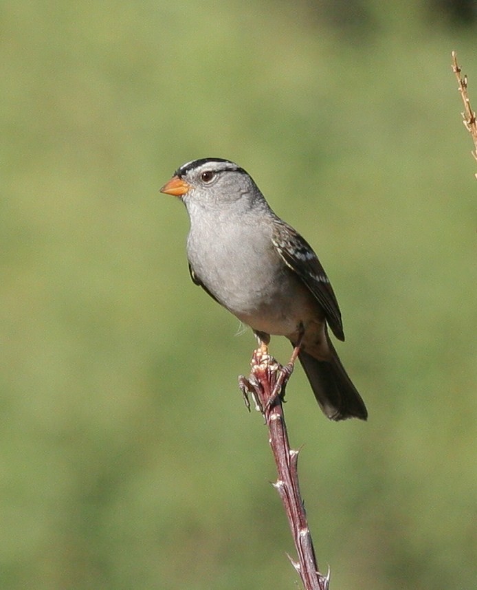 White-crowned Sparrow - Matthew Bowman