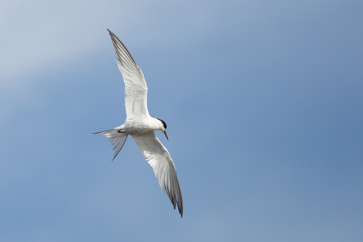 Common Tern - ML73681601
