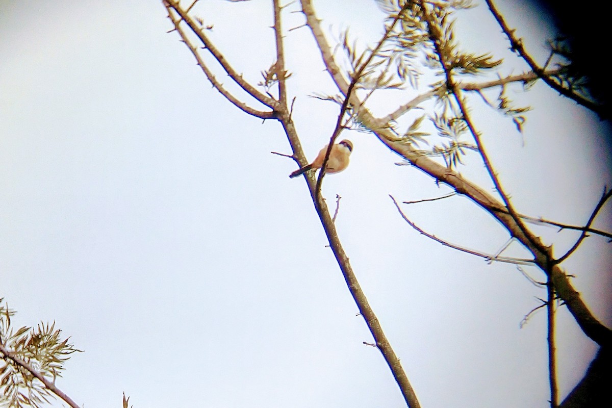 Long-tailed Shrike - ML73682081