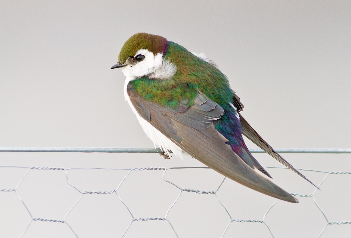 Violet-green Swallow - ML73682241