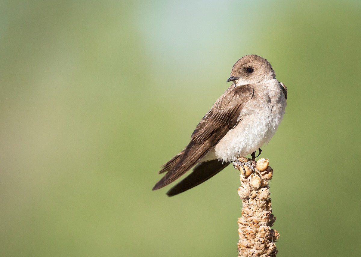 Northern Rough-winged Swallow - ML73683751