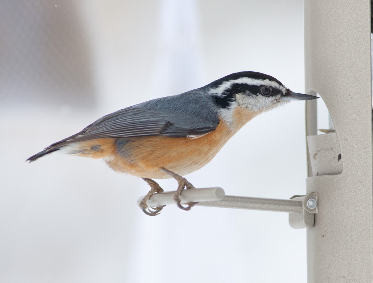Red-breasted Nuthatch - Darren Clark