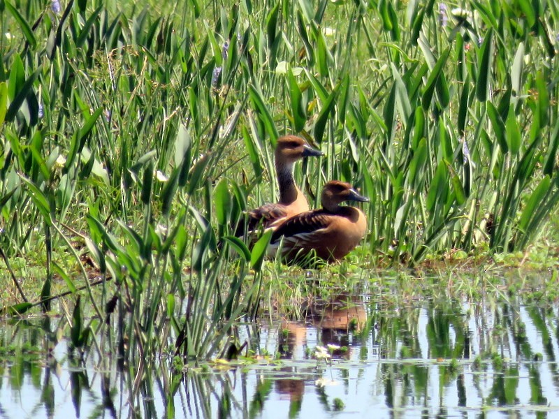 Fulvous Whistling-Duck - ML73686441
