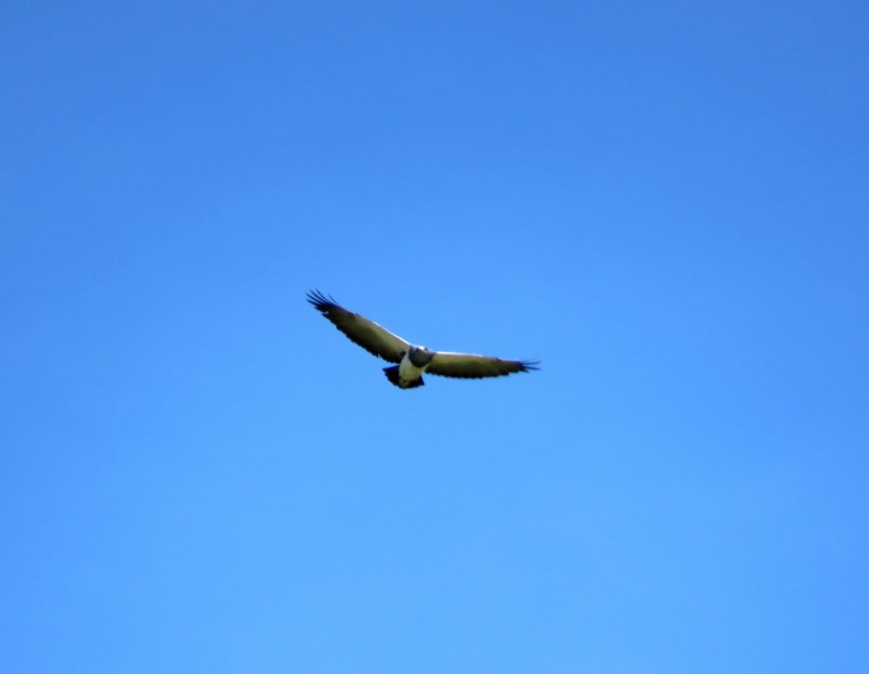 Black-chested Buzzard-Eagle - Juan Muñoz de Toro