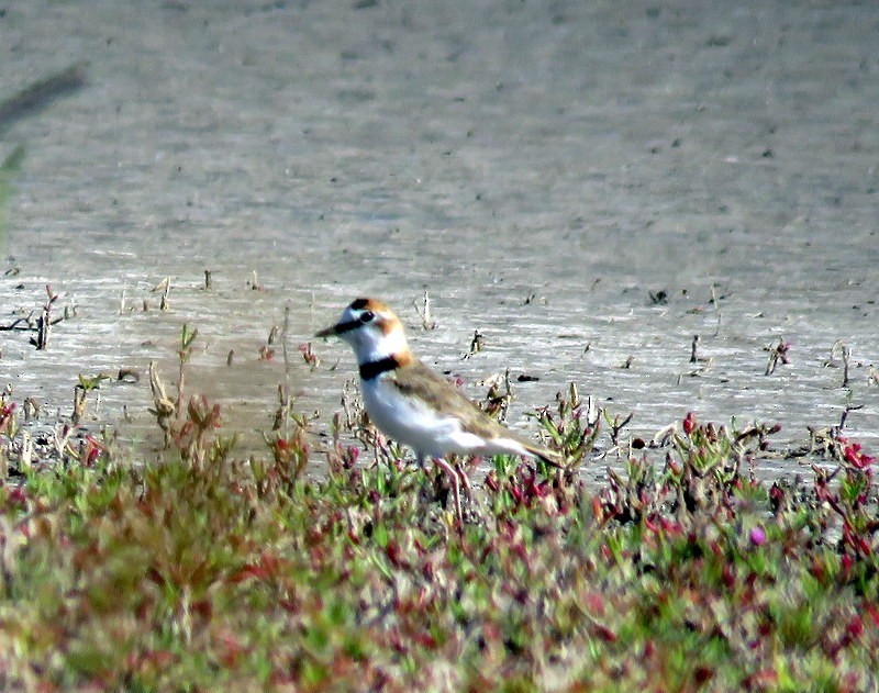 Collared Plover - ML73686591