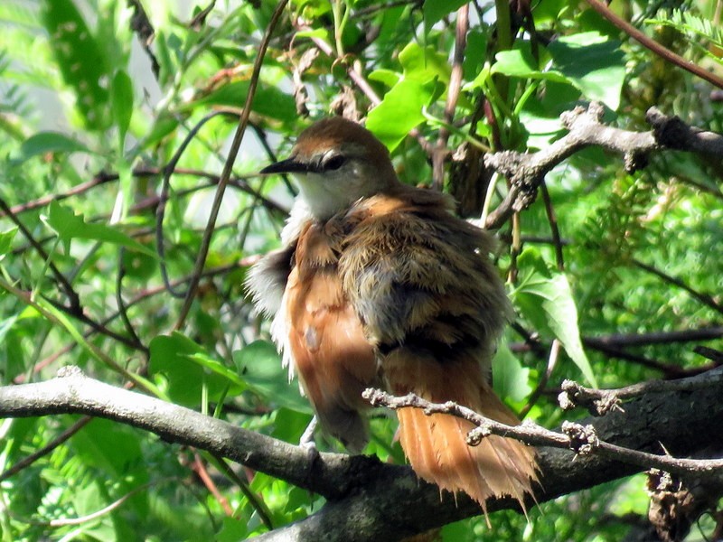 Yellow-chinned Spinetail - ML73686921