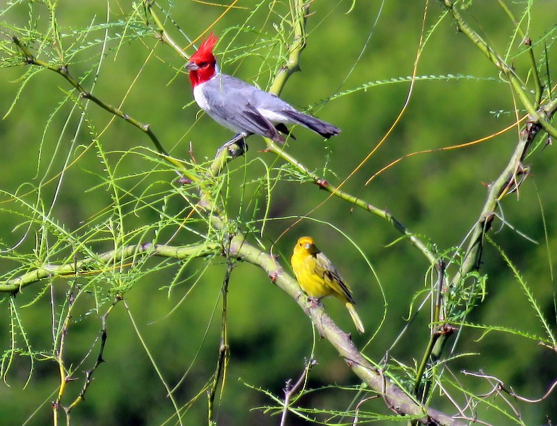 Red-crested Cardinal - ML73687331