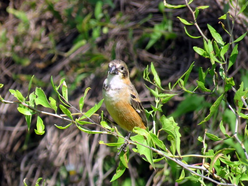Rusty-collared Seedeater - ML73687391