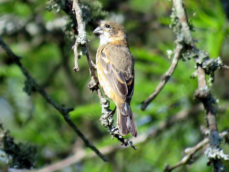 Rusty-collared Seedeater - ML73687411