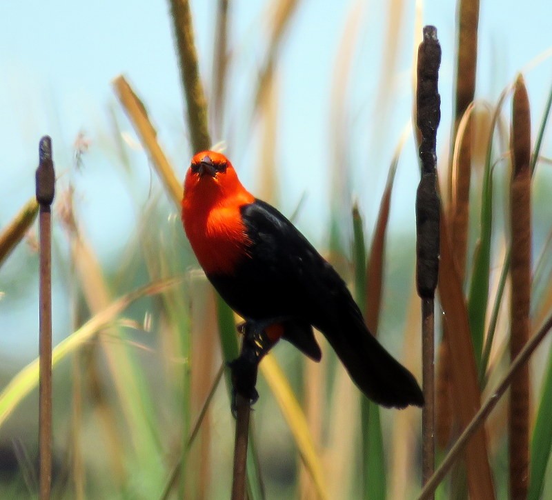 Scarlet-headed Blackbird - Juan Muñoz de Toro