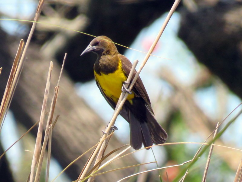 Brown-and-yellow Marshbird - ML73687481