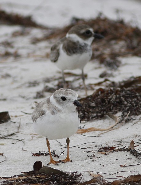 Piping Plover - ML73689411