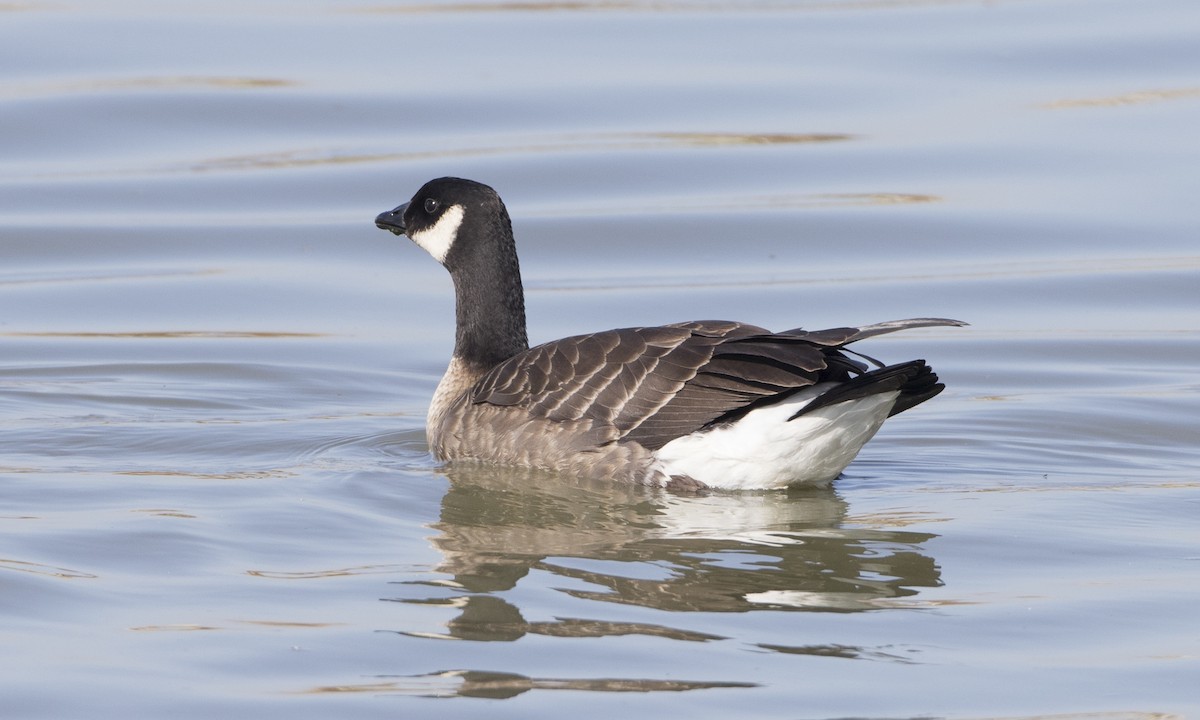 Cackling Goose (minima) - ML73689841