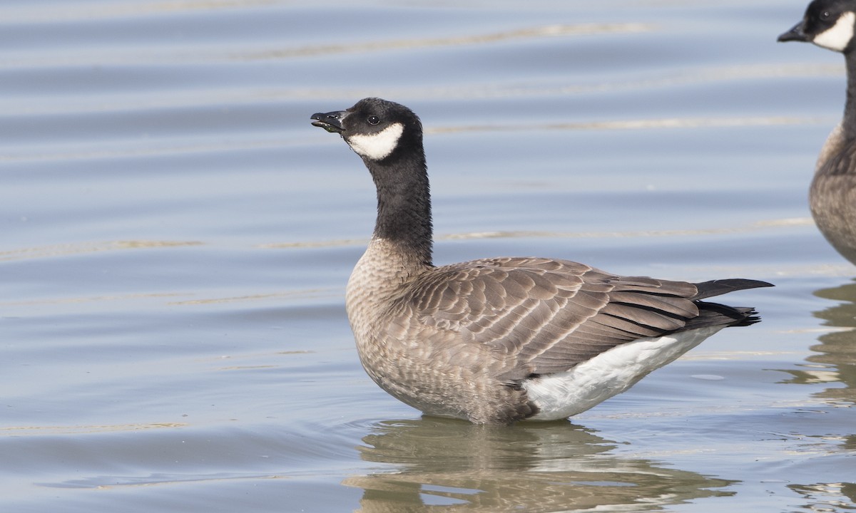 Cackling Goose (minima) - Brian Sullivan