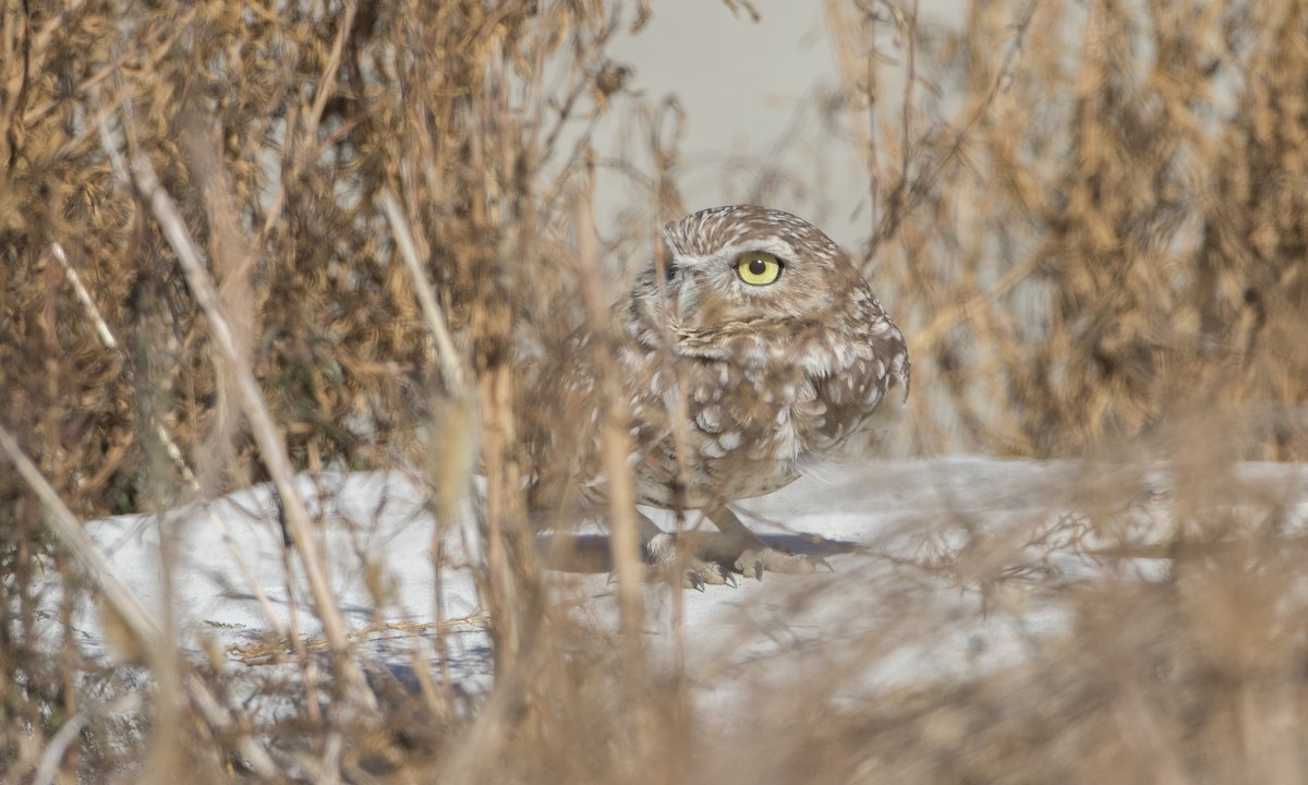 Burrowing Owl - ML73690001