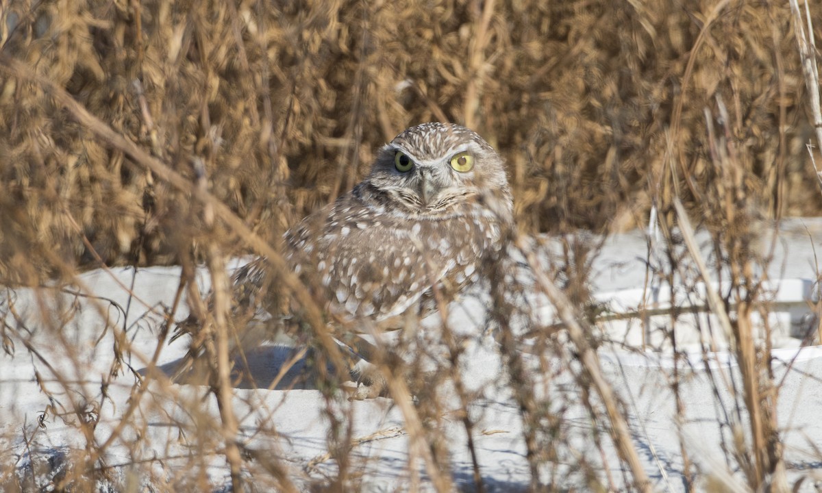 Burrowing Owl - ML73690011
