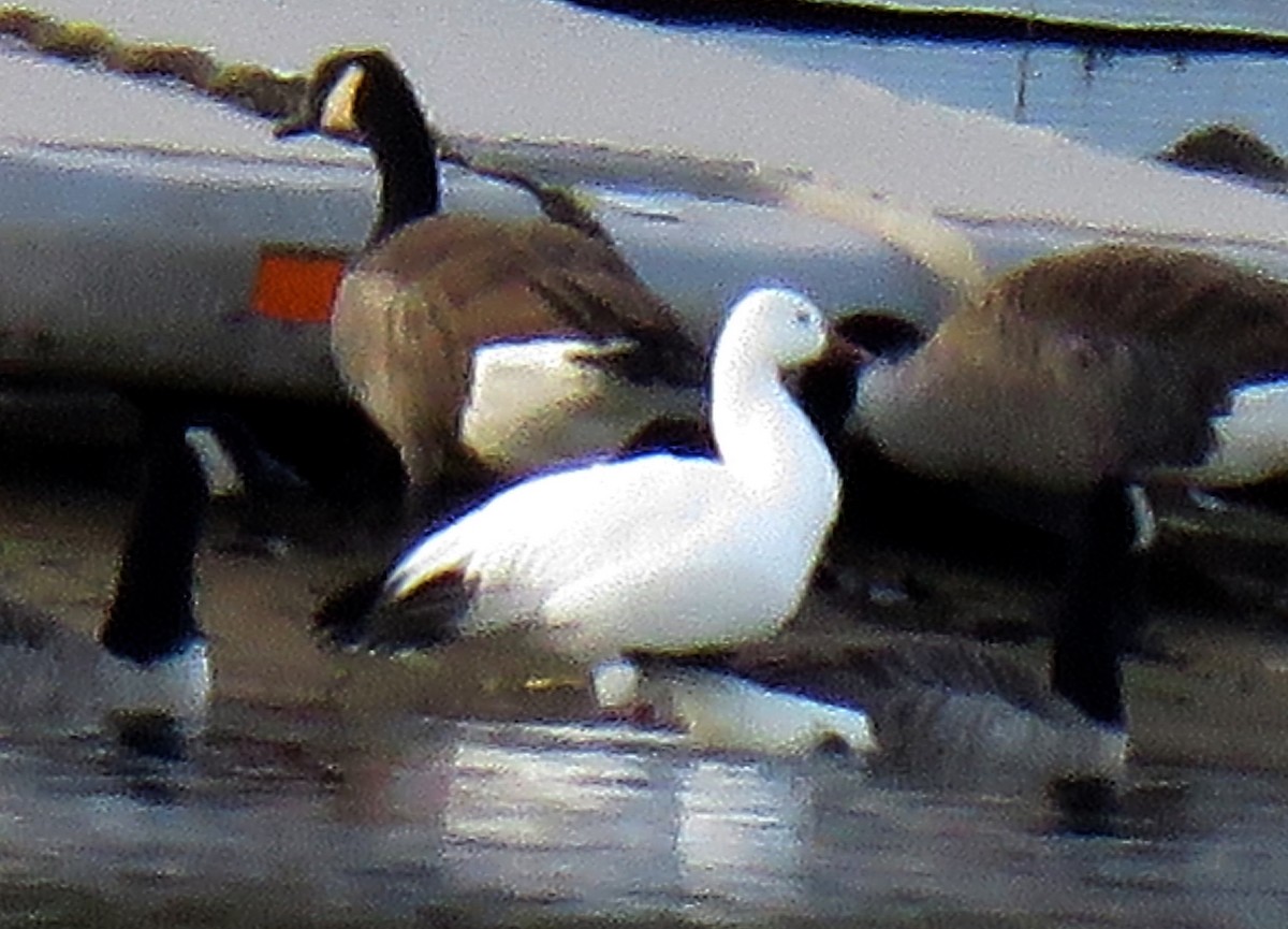 Snow Goose - ML73691541