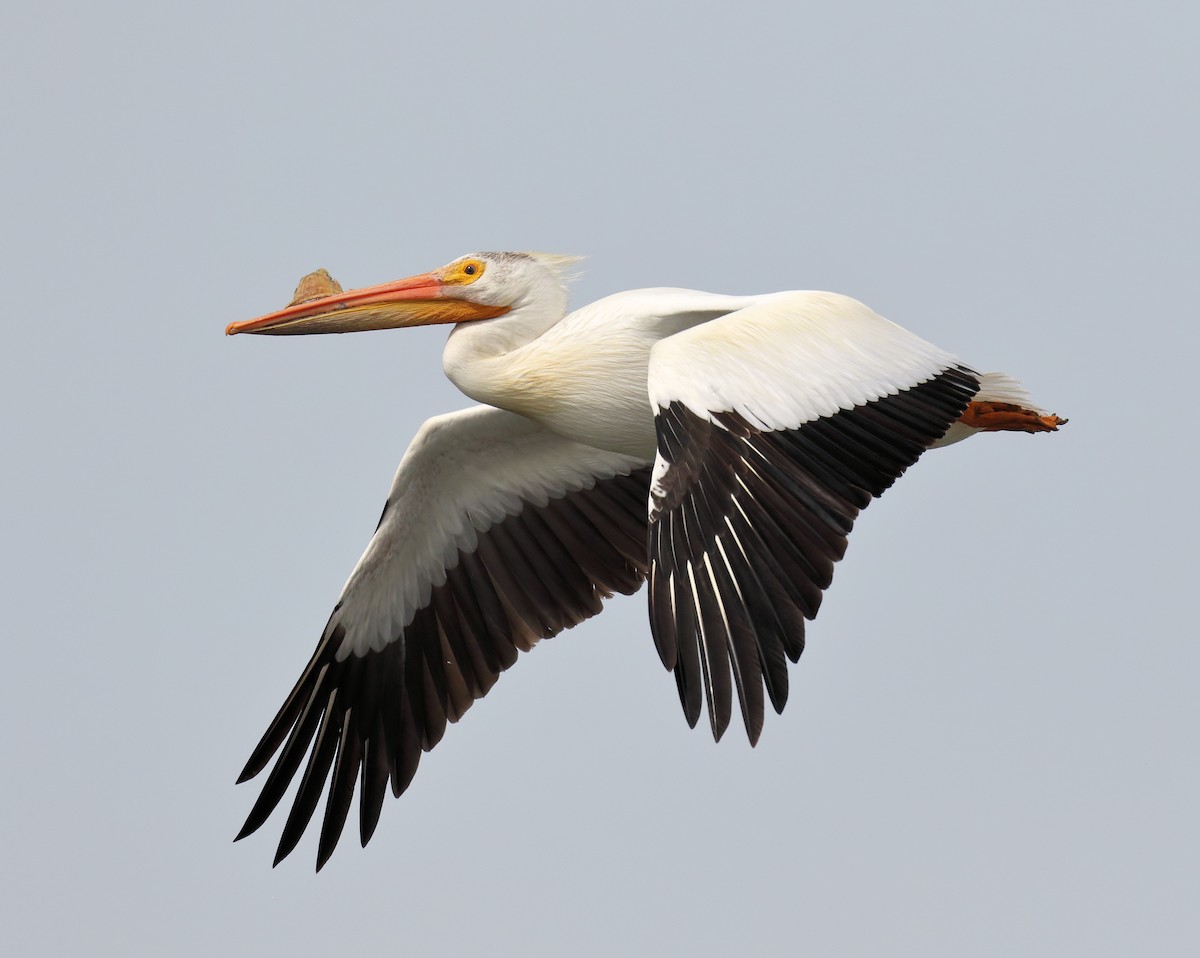 American White Pelican - Ian K Barker