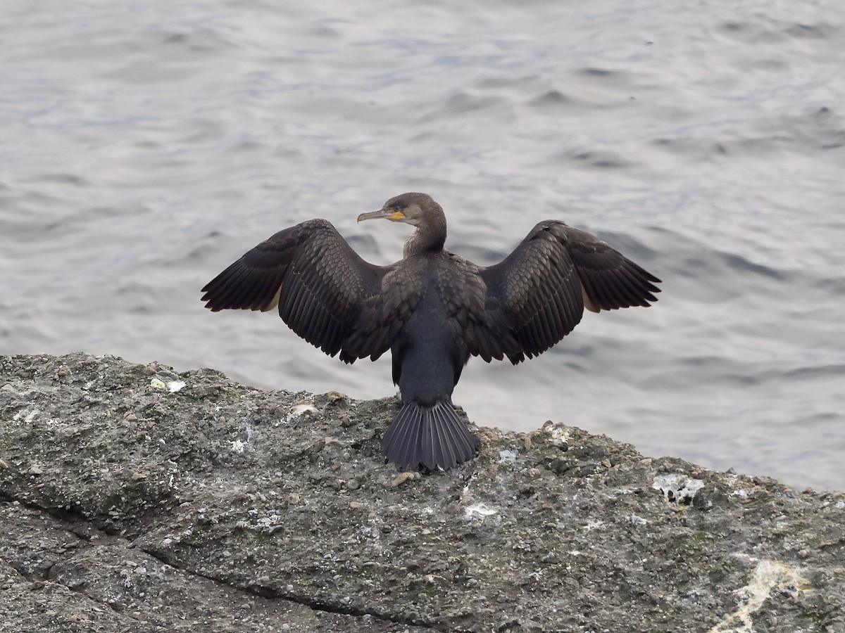 Great Cormorant - Brian Hoffe