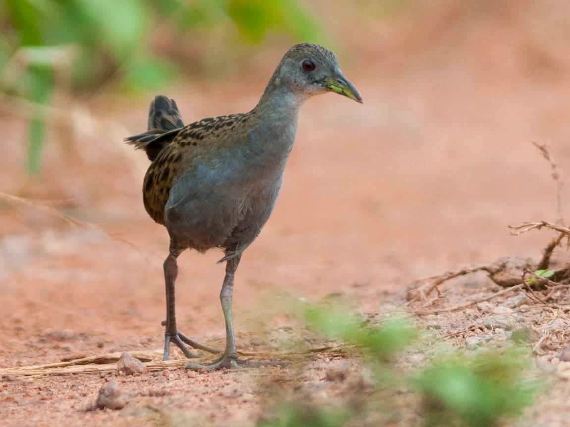 Ash-throated Crake - Mustelirallus albicollis - Birds of the World