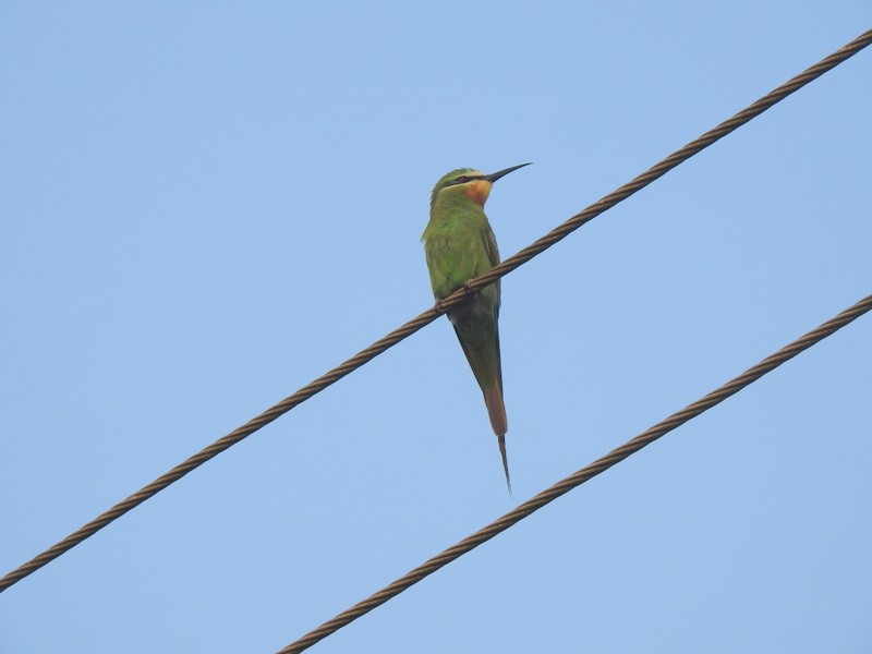 Blue-cheeked Bee-eater - Rajaneesh  Ghadi