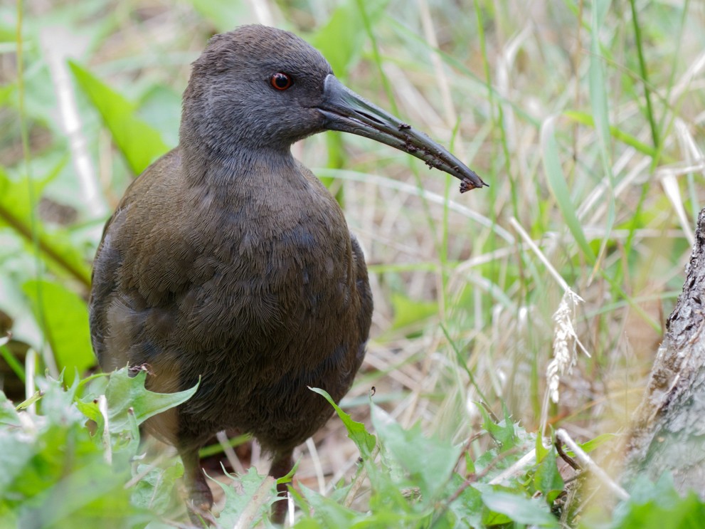 Râle à bec ensanglanté - eBird
