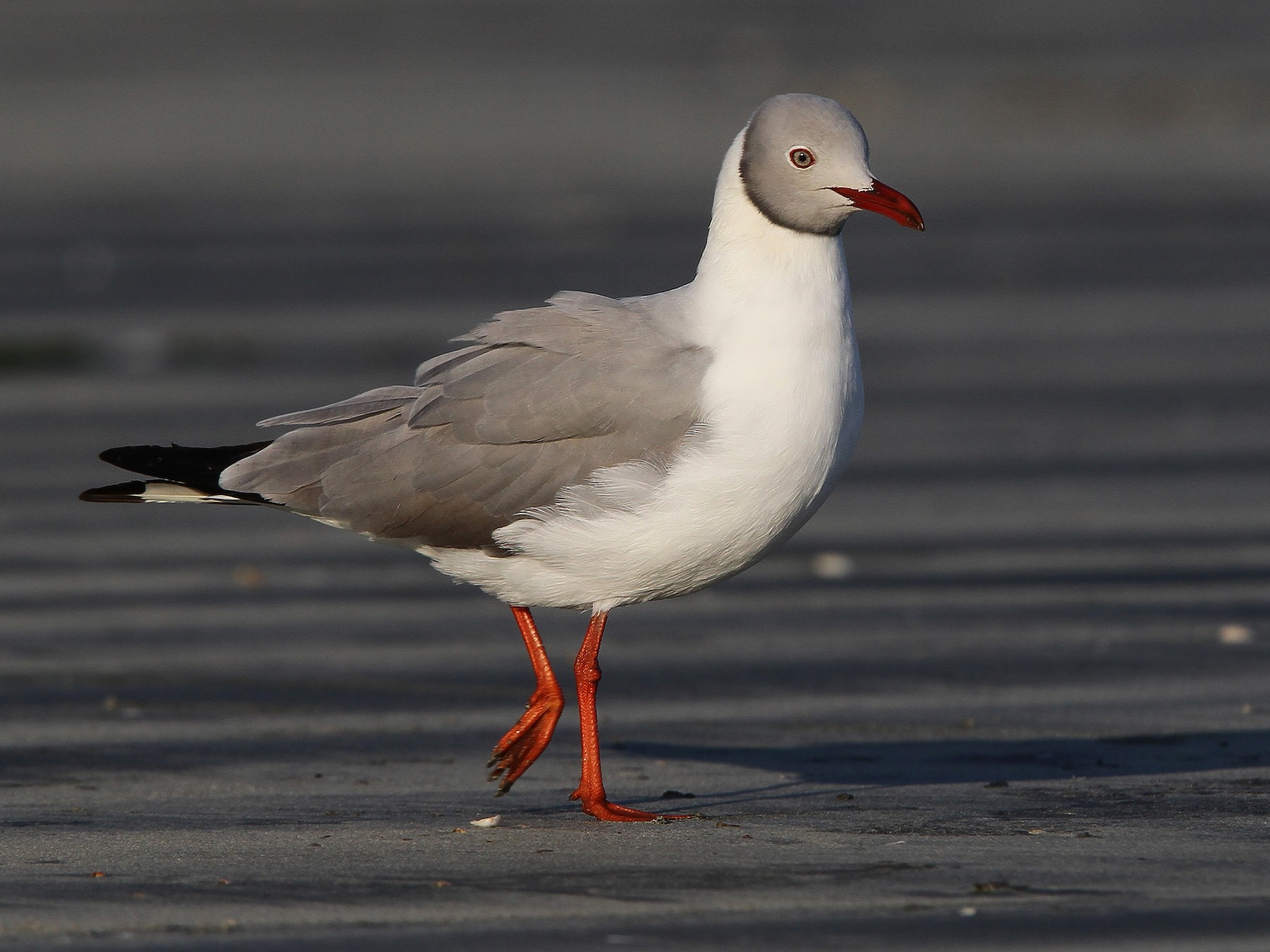 Gray-hooded Gull - Christoph Moning