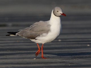  - Gray-hooded Gull