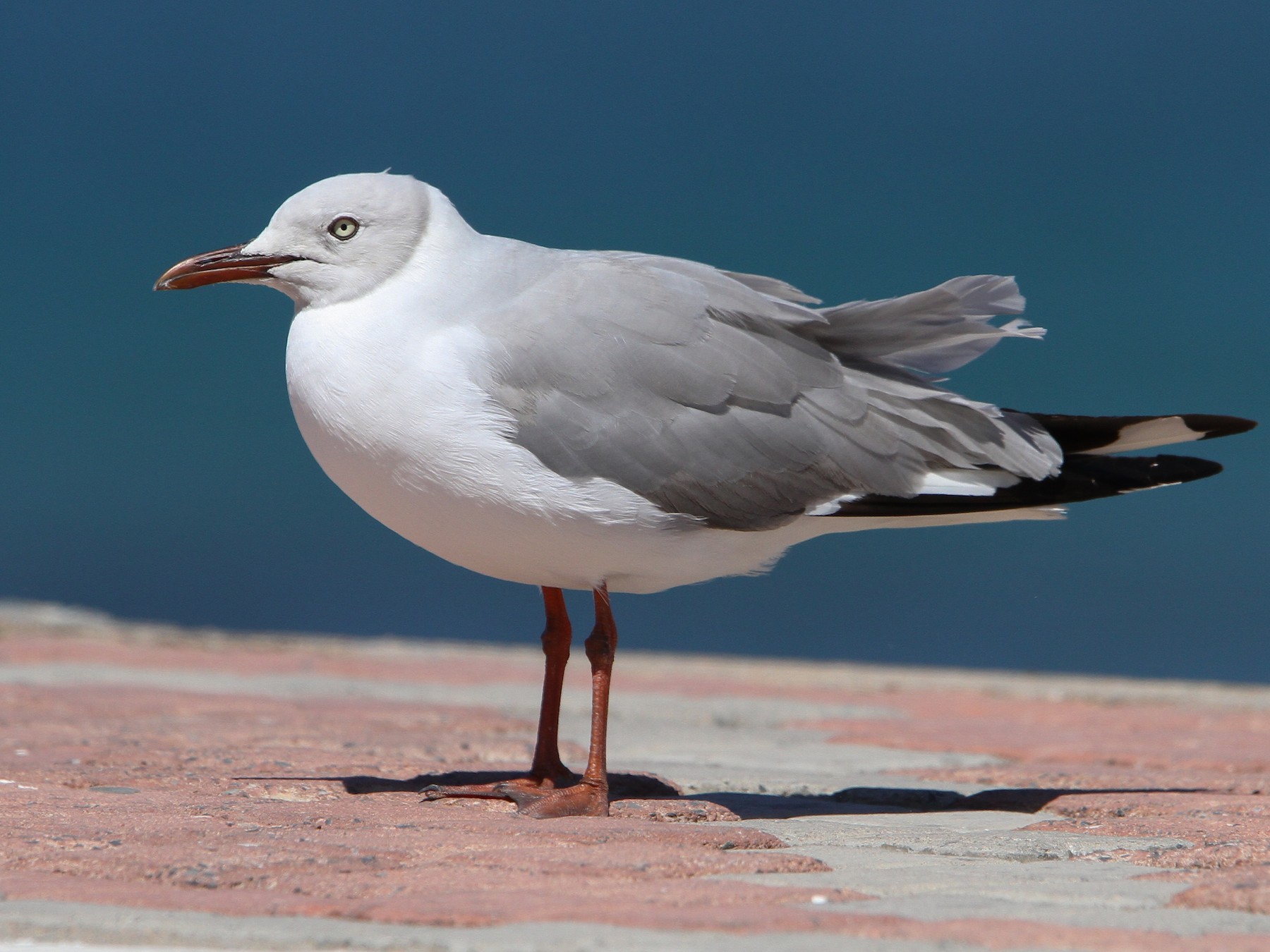 Gray-hooded Gull - Christoph Moning