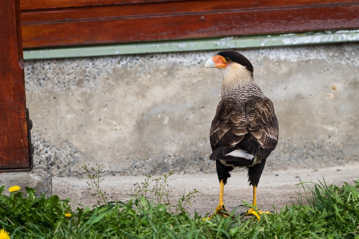 Crested Caracara (Southern) - ML73701431