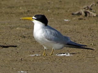  - Yellow-billed Tern