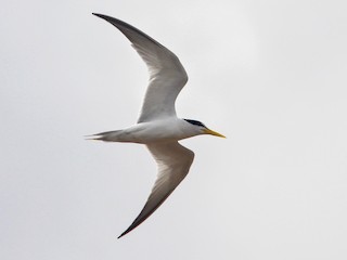  - Yellow-billed Tern