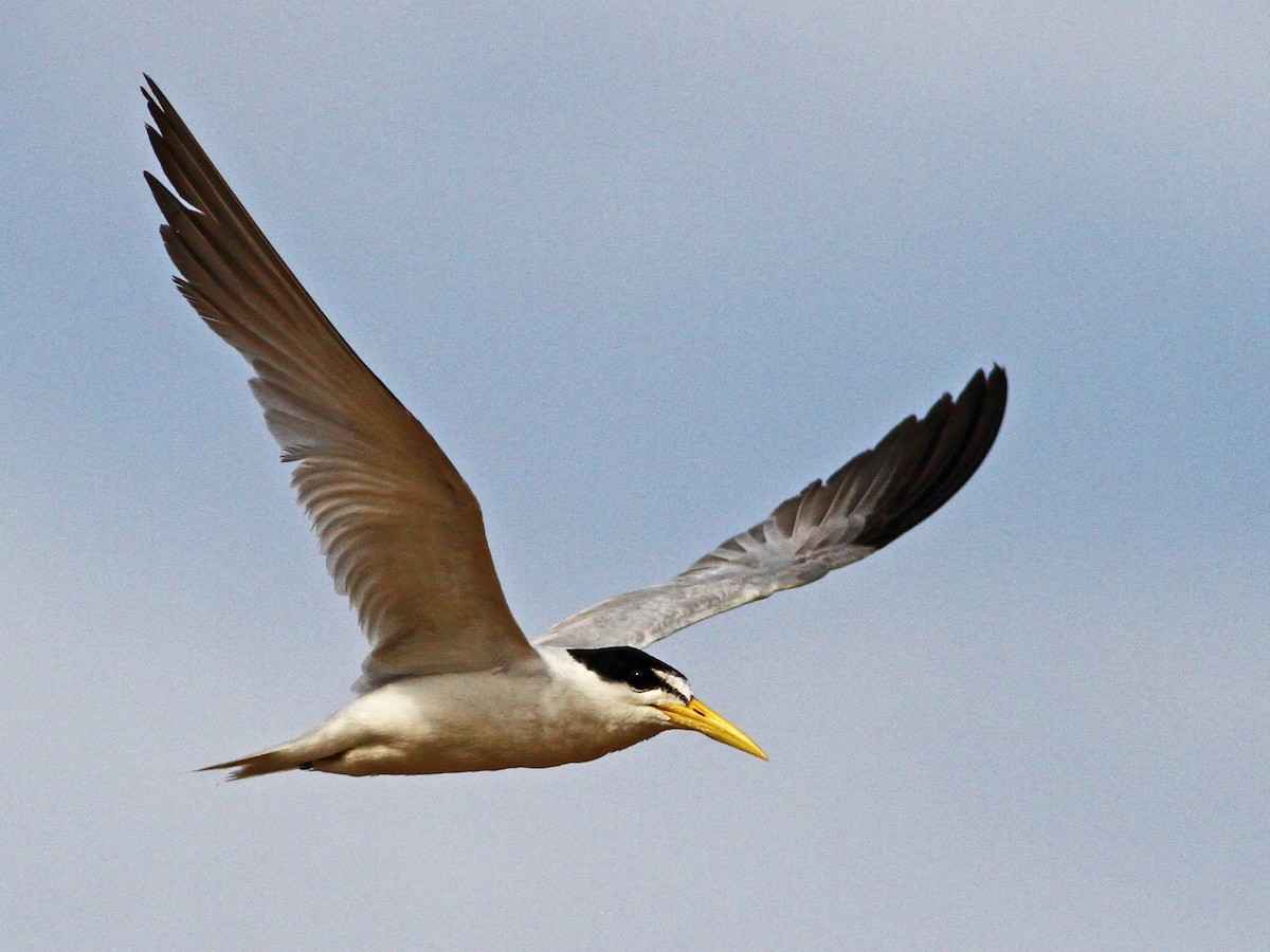 Yellow-billed Tern - Sternula superciliaris - Birds of the World