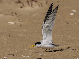  - Yellow-billed Tern