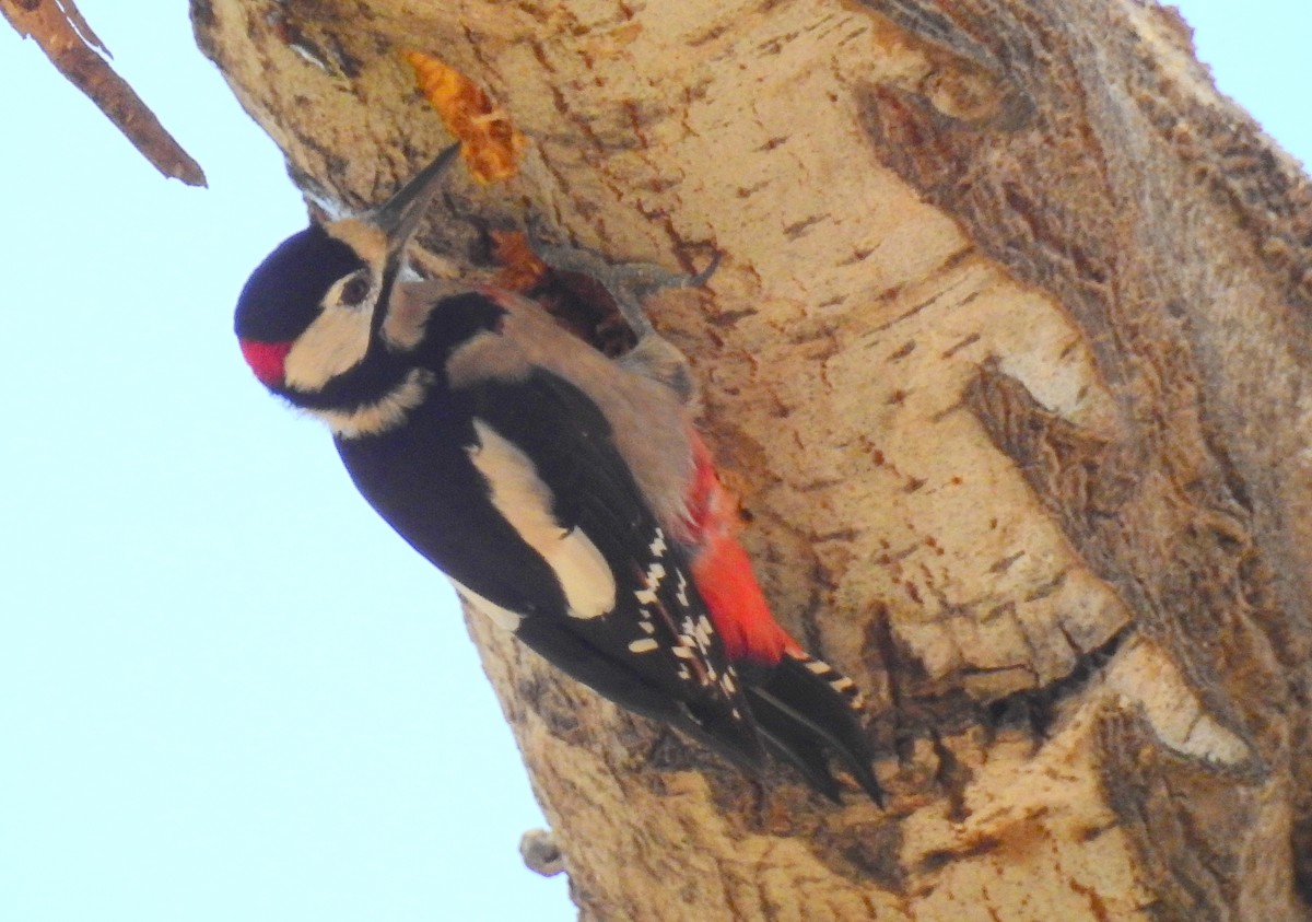 Great Spotted Woodpecker - Bob Curry