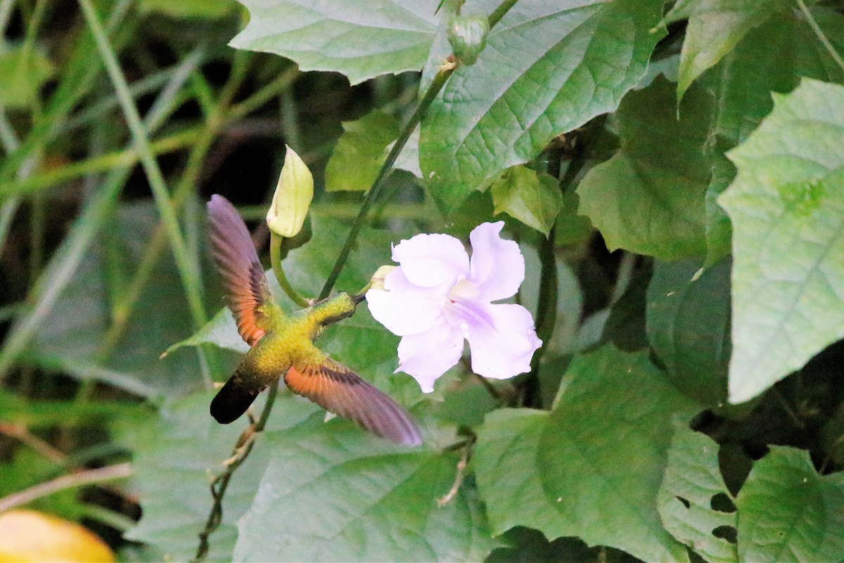 Stripe-tailed Hummingbird - ML73704951