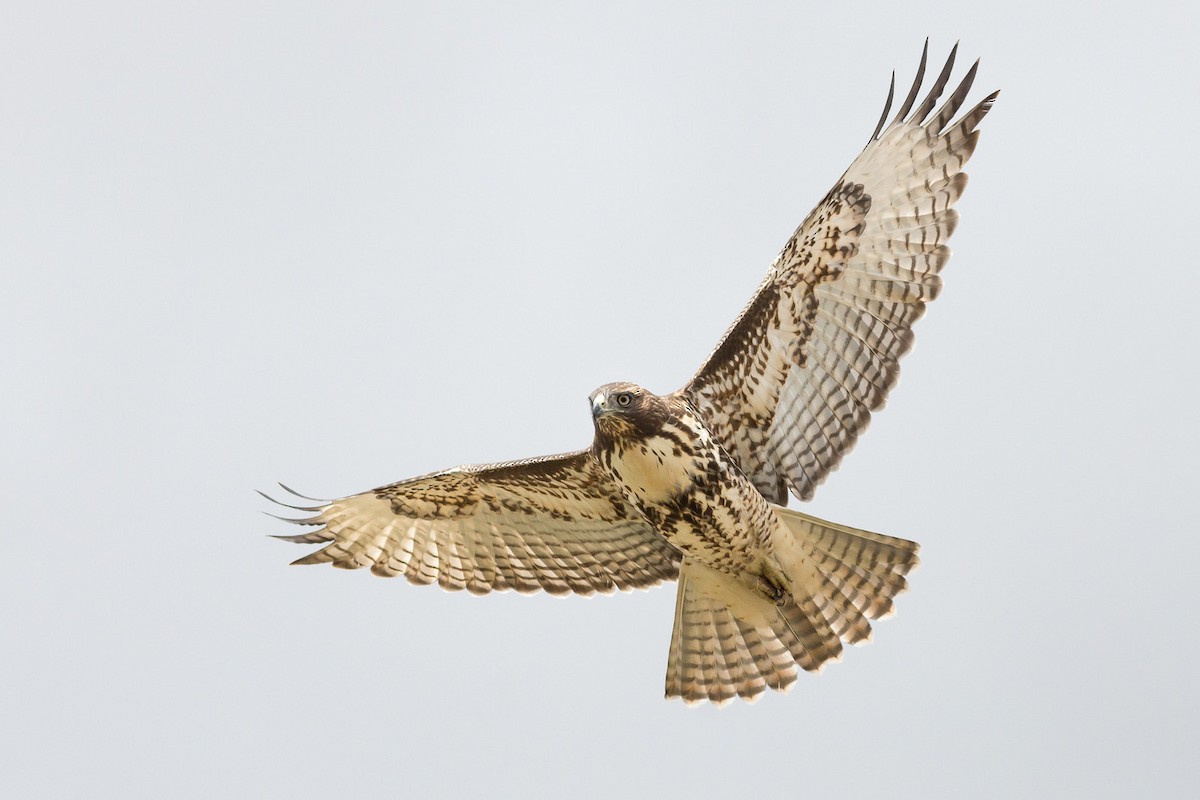 Red-tailed Hawk - Darren Clark