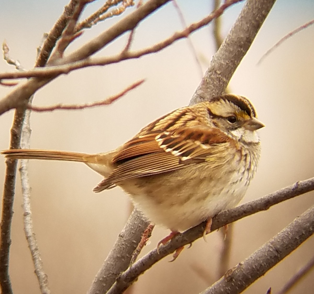 White-throated Sparrow - Steve Flood